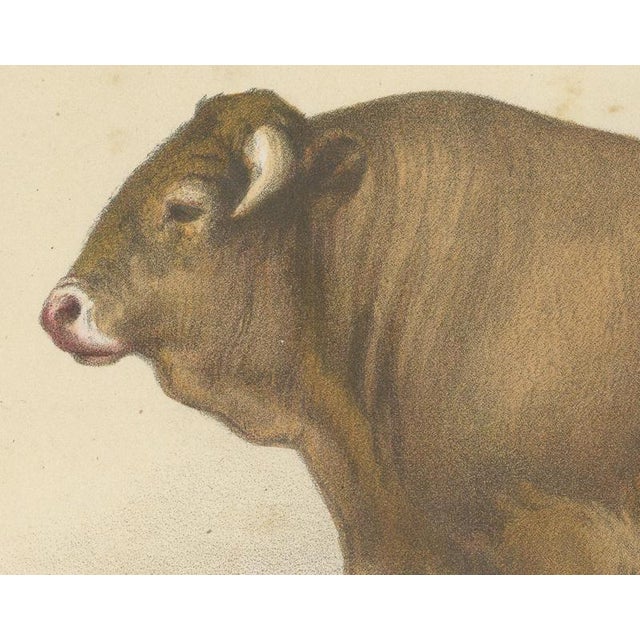 Borie, Garonnais Bull, French Cattle Breed, 1863, Chromolithograph For Sale - Image 4 of 9