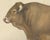 Borie, Garonnais Bull, French Cattle Breed, 1863, Chromolithograph For Sale - Image 4 of 9