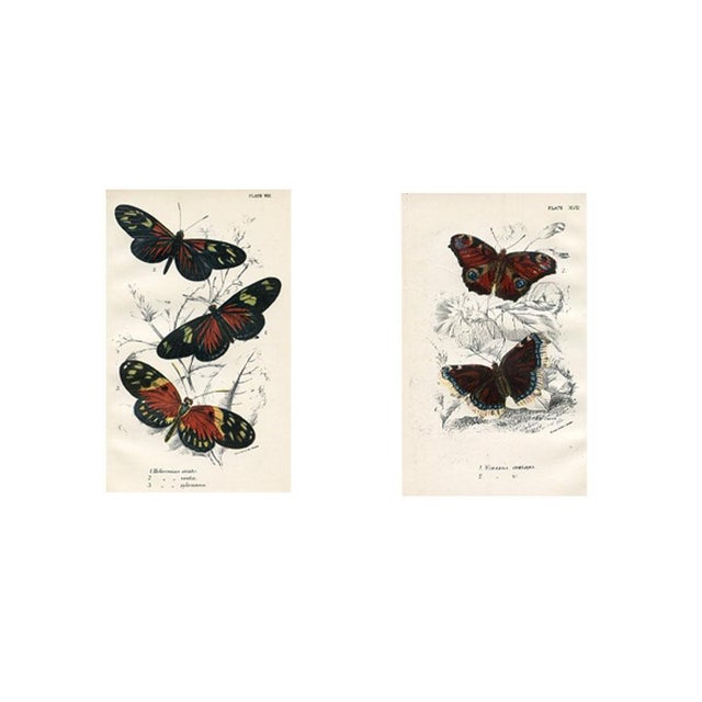 1896, Butterfly Prints Including Longwings, Original Antique Lithographs, England, a Pair For Sale - Image 4 of 4