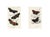 1896, Butterfly Prints Including Longwings, Original Antique Lithographs, England, a Pair For Sale - Image 4 of 4