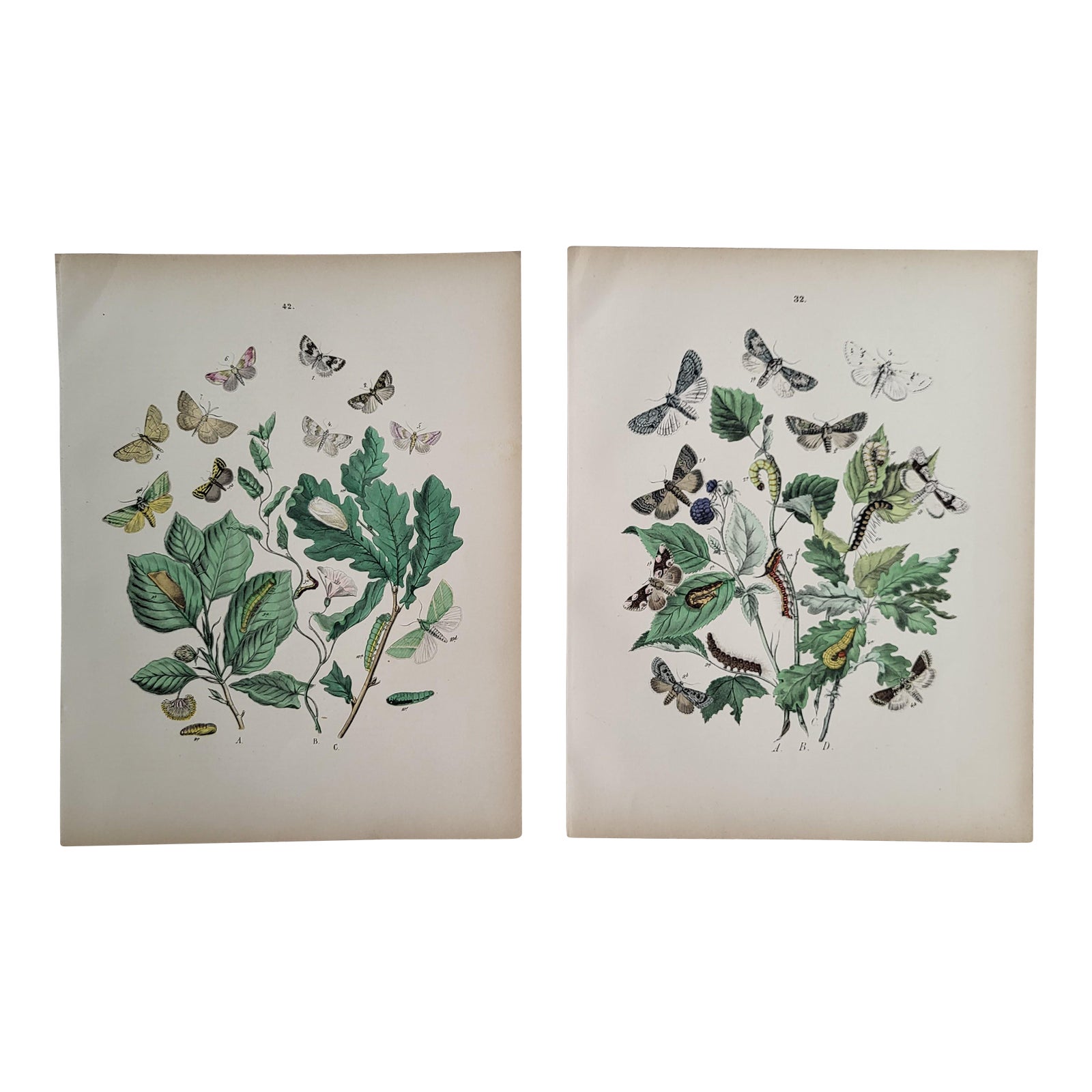 Late 19th Century Antique Hand Colored Botanical and Butterfly Prints ...