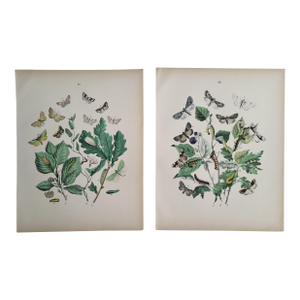 Late 19th Century Antique Hand Colored Botanical and Butterfly Prints- Set of 2