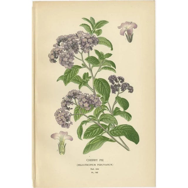 Baby Blue Eyes, Cherry Pie and Blue Eyed Mary, 1897, Paper, Set of 3 For Sale - Image 3 of 7