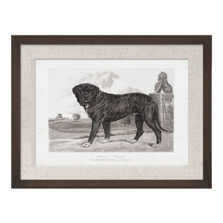 Cassell Dogs; Mastiff, Framed Artwork For Sale