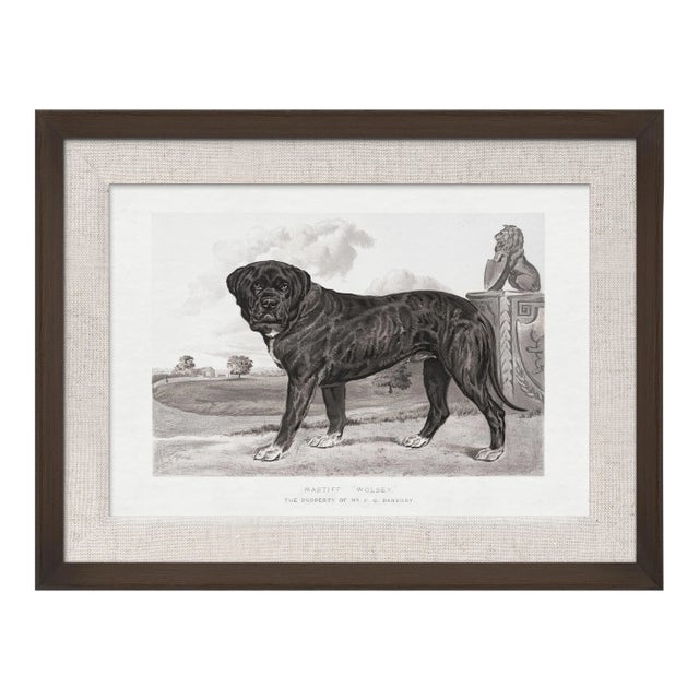 Cassell Dogs; Mastiff, Framed Artwork For Sale