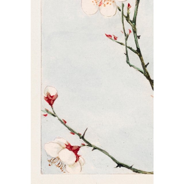 Plum Branches With Blossoms (C. 1870–1880) by Megata Morikaga, Japanese Botanical Art Print Reproduction, 24" × 36" For Sale - Image 4 of 6