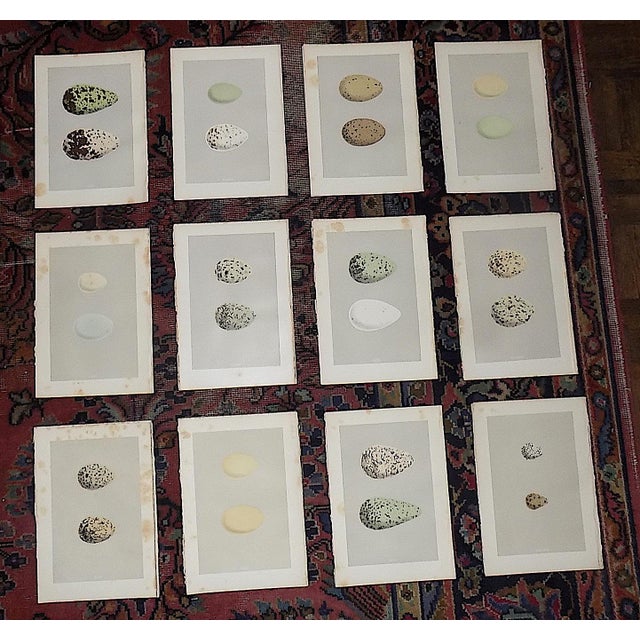 Authentic Antique 19th Century Hand Colored Egg Lithographs - Water Birds - Set of 12 For Sale - Image 9 of 9