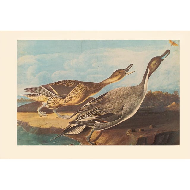 Robin's Egg Blue 1966 Pin-Tail Ducks and Butterfly After Audubon, XL Cottage Print For Sale - Image 8 of 10