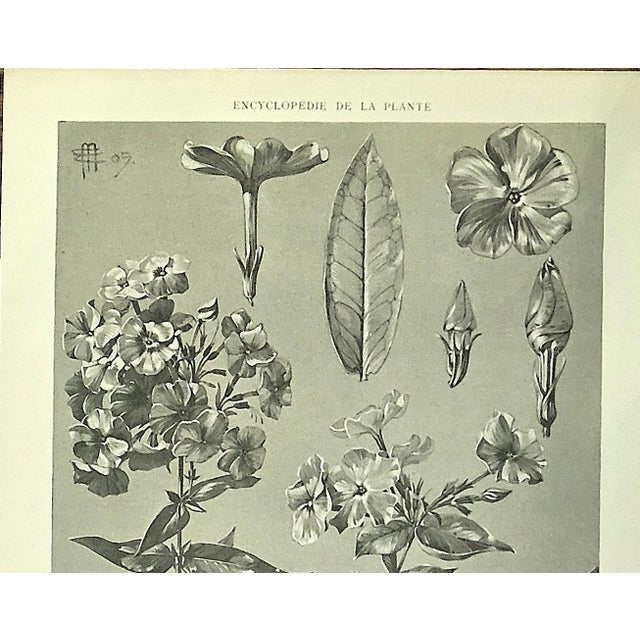 1900 - 1909 1902 Set of 3-Antique French Botanicals- Phlox, Bluets, Mallow, Documentation For Sale - Image 5 of 14