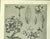 1900 - 1909 1902 Set of 3-Antique French Botanicals- Phlox, Bluets, Mallow, Documentation For Sale - Image 5 of 14