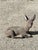 Vintage Reclining Fawn Seated Deer Small 16" Cement Concrete Stone Garden Statue For Sale - Image 4 of 15