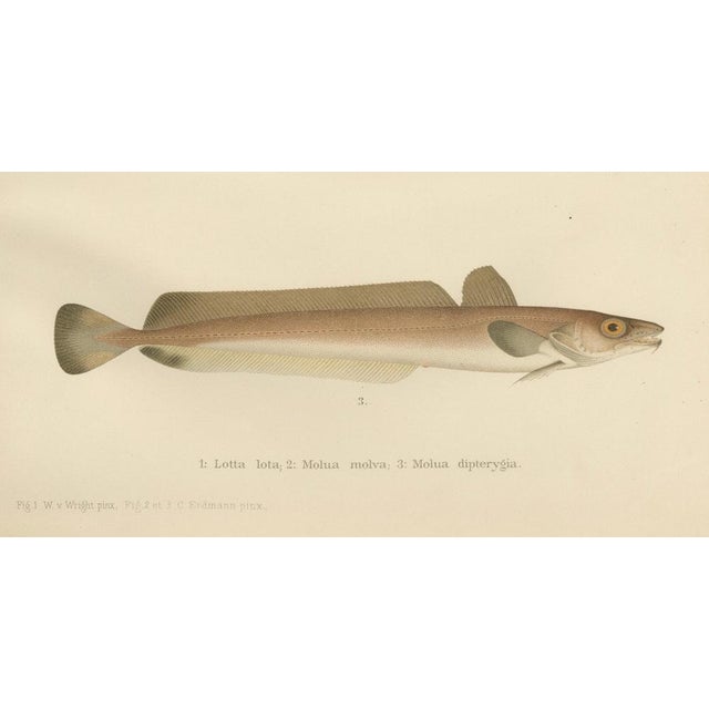 This stunning 19th-century lithograph from *Skandinaviens Fiskar* features three captivating eel-like fish species from...