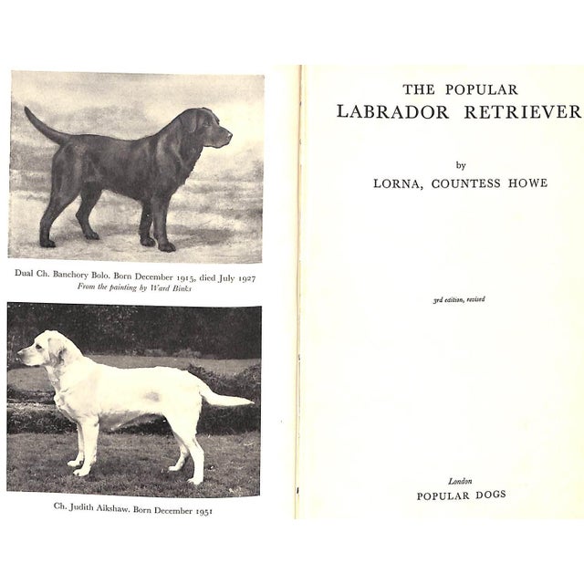 "The Popular Retriever" 1961 Lorna, Countess Howe For Sale - Image 11 of 12