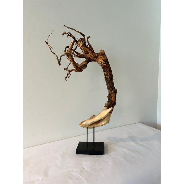 Tree Root Table Top Sculpture For Sale - Image 9 of 10