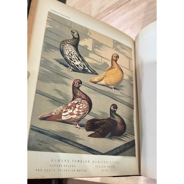Animal Skin Rare 1870s First Edition: The Illustrated Book of Pigeons by Robert Fulton (Cassell Petter & Galpin) Complete With All 50 Color Plates by j.w. Ludlow For Sale - Image 7 of 12