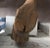 Early 20th Century Taxidermy Mold Elk Head For Sale - Image 9 of 10