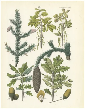 Calwer, Hand-Colored Botanical Illustration of Spruce, Oak, and Currant, 1854, Lithograph