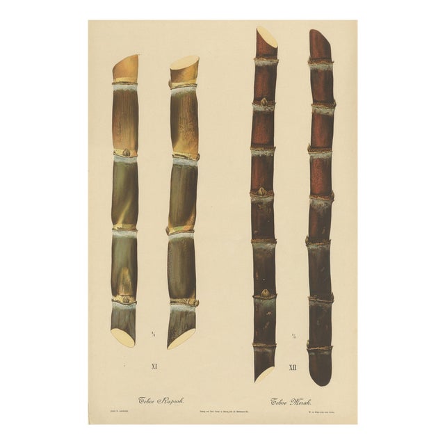 Sugarcane, 1892, Paper For Sale
