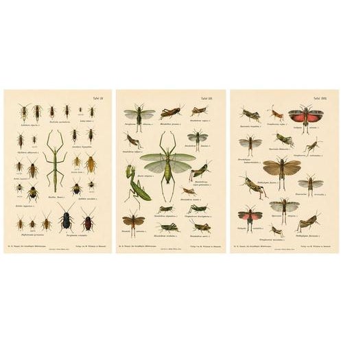 Richard Tümpel, Mantis, Stick Insects & Grasshoppers, 1908, Lithograph, Set of 3 For Sale - Image 12 of 12