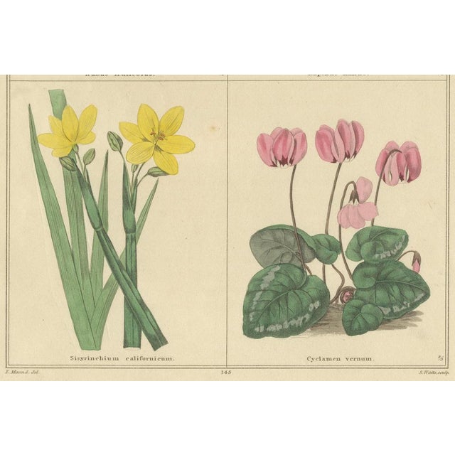 Paper B. Maund, Botanical Illustrations, Hand-Colored Prints, 1836, Set of 2 For Sale - Image 7 of 10