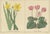 Paper B. Maund, Botanical Illustrations, Hand-Colored Prints, 1836, Set of 2 For Sale - Image 7 of 10