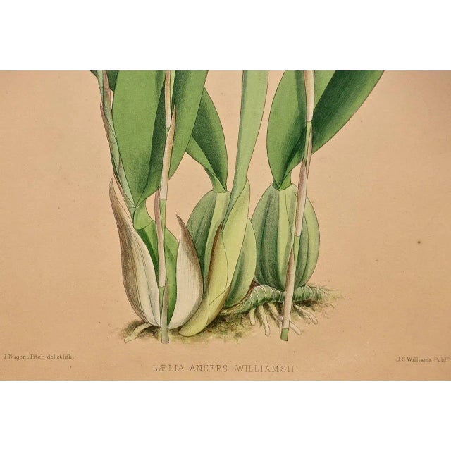 Late 19th Century Orchids: Framed 19th C. Hand-Colored Engraving of "Laelia Anceps" by J. Fitch, 1882 For Sale - Image 5 of 6