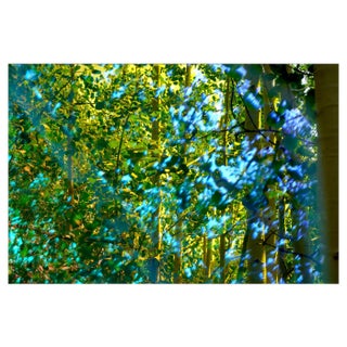 Karine Laval, Pando Forest #1, 2018, Photograph For Sale