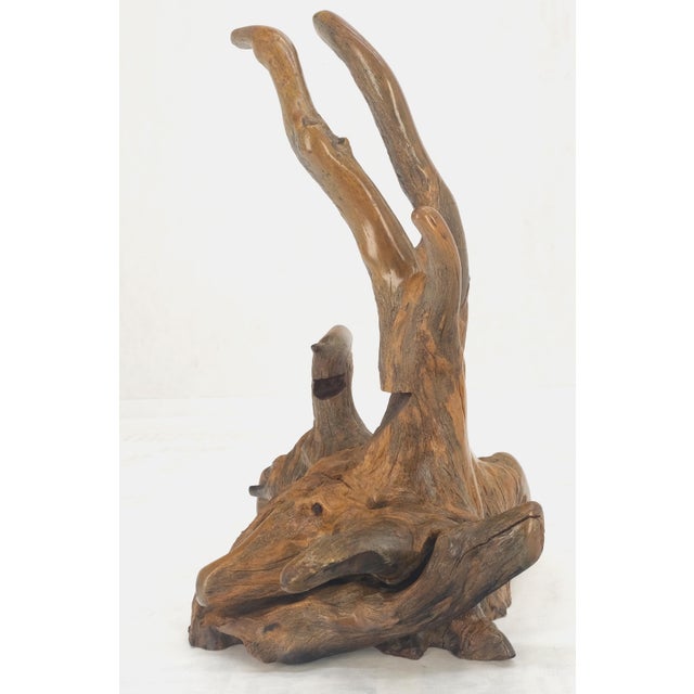 Large 25" Tall Artist Signed Driftwood Root Burl Wood Natural Sculpture NICE! For Sale - Image 9 of 14
