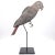 Realism Tole Folk Art Parrot on Later Stand, Possibly French or French Colonial, Circa 1900 For Sale - Image 3 of 9
