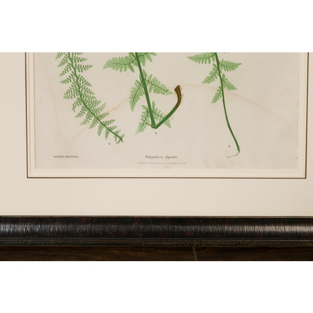 A set of four English nature printed ferns from the 19th century in black frames and under glass. A rare selection of 19th...