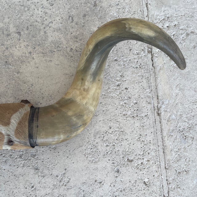 American Vintage Bull Horns With Wood & Skin For Sale - Image 3 of 8