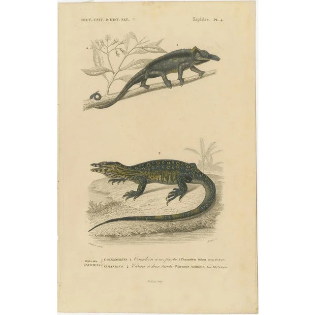 Nose-Horned Chameleon and Banded Monitor, 1850, Paper For Sale - Image 10 of 10