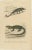 Nose-Horned Chameleon and Banded Monitor, 1850, Paper For Sale - Image 10 of 10