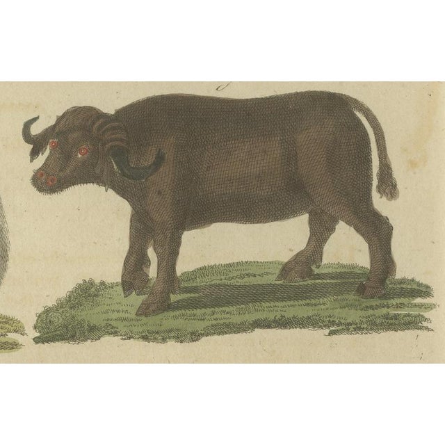 Bertuch, Exotic Cattle, Yak & Buffalo, 1800, Engraving For Sale - Image 9 of 10