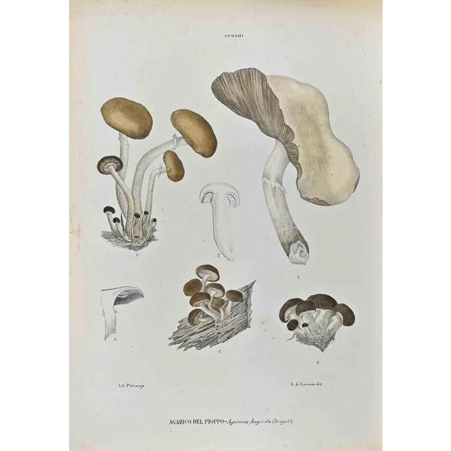 Lithograph hand watercolored. Plate from "Atlante di Botanica popolare ossia Illustrazione di Piante Notevoli di ogni...
