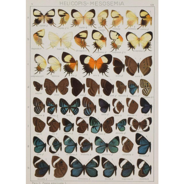 Contemporary Antique Early 20th Century Butterfly Print 1912 For Sale - Image 3 of 5