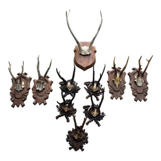 Vintage European Roe Deer Antler Mount Collection — Set of 10 For Sale