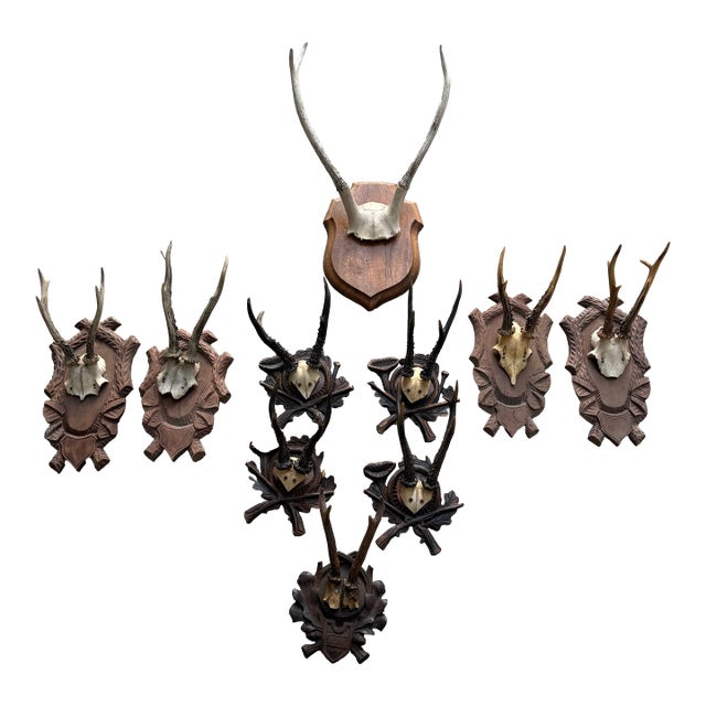 Vintage European Roe Deer Antler Mount Collection — Set of 10 For Sale
