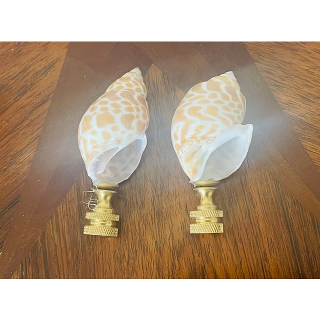 Beautiful pair of brown spotted turbo sea shells on brass based lamp finials.