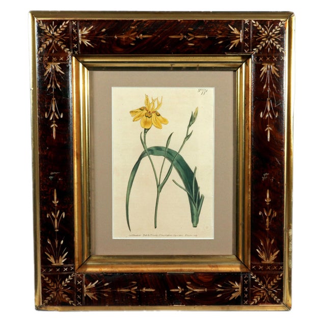 A ready-to-hang pair of genuine Georgian botanical prints with over two centuries of history behind them — hand-coloured...