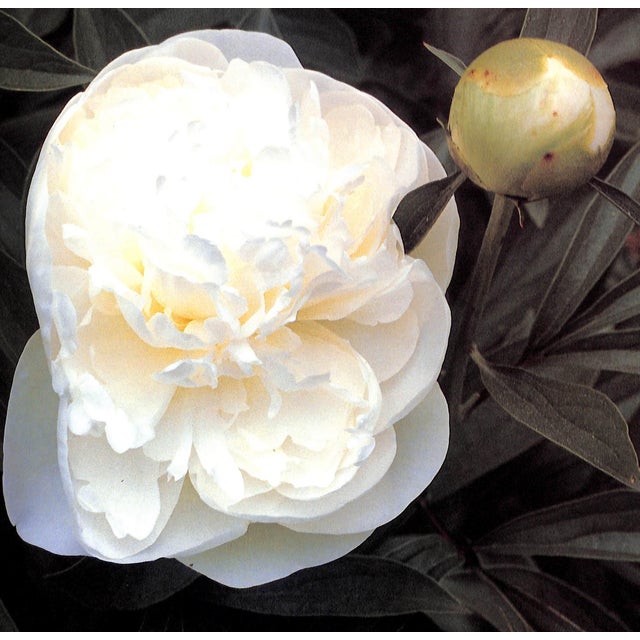 "First Garden" 1987 Guest, c.z. For Sale - Image 9 of 12