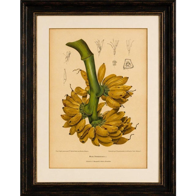 Title: antique banana botanical chromolithograph by hoola van nooten, c. 1880 : a magnificent original antique botanical...