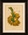 Title: antique banana botanical chromolithograph by hoola van nooten, c. 1880 : a magnificent original antique botanical...