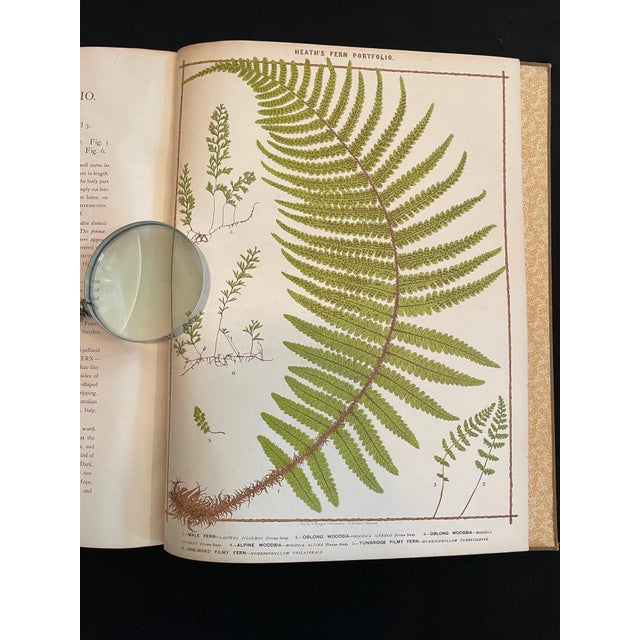 Illustration Heath's Fern Portfolio, 1885 Complete With 15 Chromolithographs For Sale - Image 3 of 18