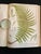 Illustration Heath's Fern Portfolio, 1885 Complete With 15 Chromolithographs For Sale - Image 3 of 18