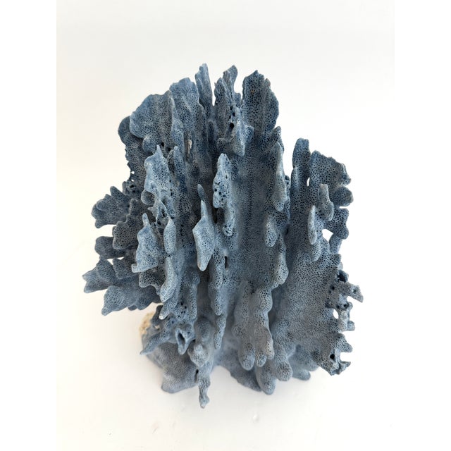 Chinoiserie Natural Blue Coral Specimen Coastal Decor For Sale - Image 3 of 11