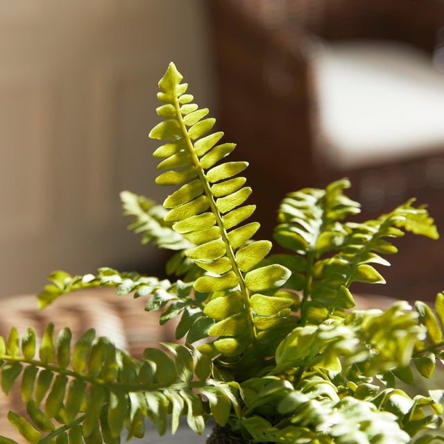 Boston Fern Drop-Ins, Set Of 3 For Sale In Chicago - Image 6 of 7