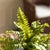 Boston Fern Drop-Ins, Set Of 3 For Sale In Chicago - Image 6 of 7