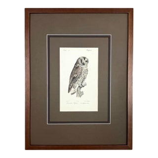 1828 Framed Great Grey Owl by Werner | Hand-Colored Bird Print For Sale