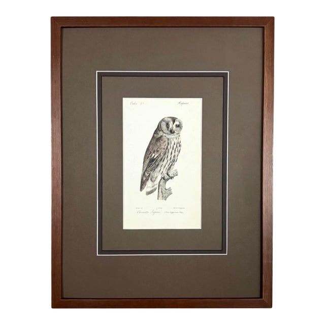 1828 Framed Great Grey Owl by Werner | Hand-Colored Bird Print For Sale